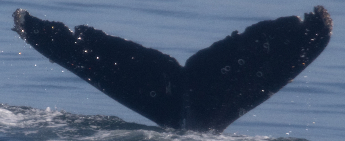 Fluke of CRC-22807