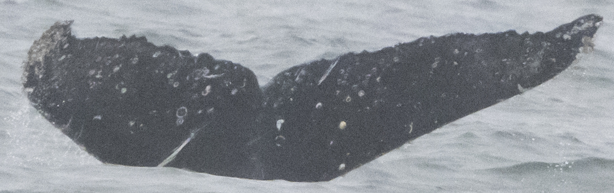 Fluke of CRC-22808