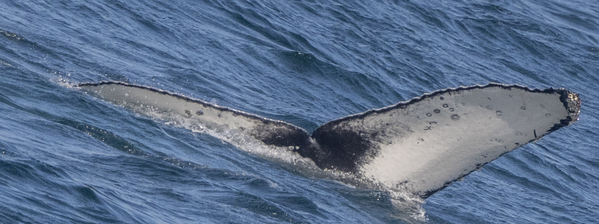 Fluke of CRC-22810