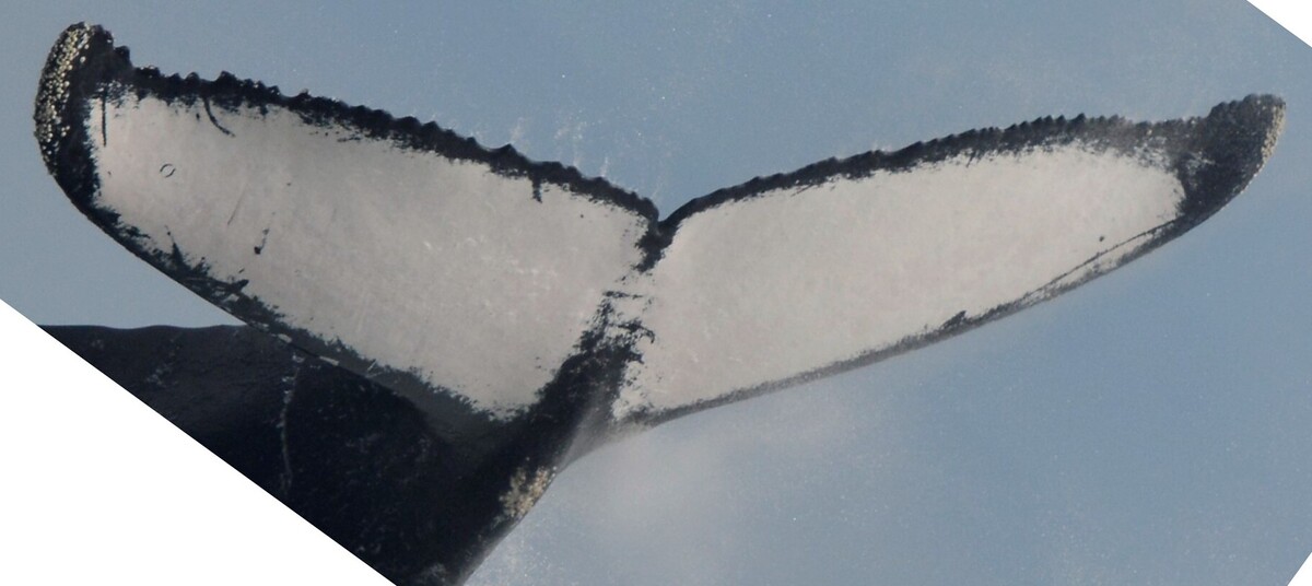 Fluke of HW-MN1306361