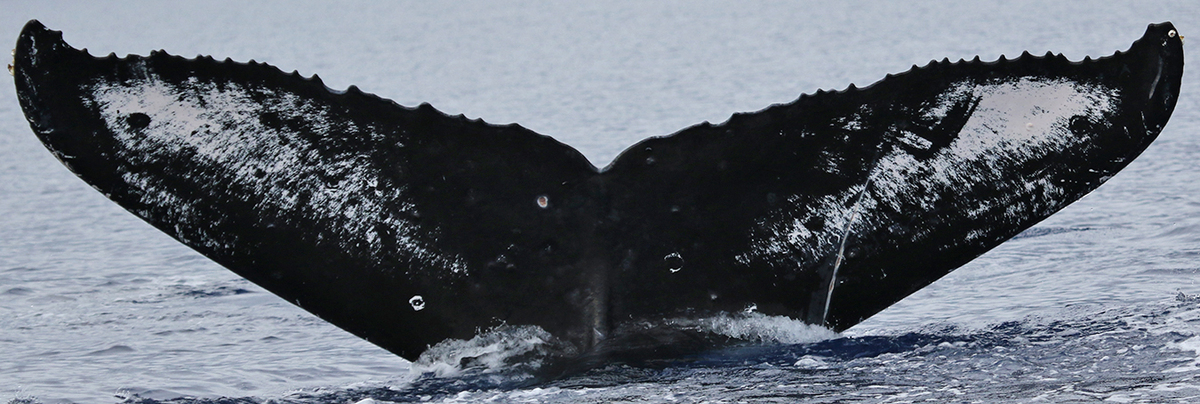 Fluke of Double-Check (Hawaii)