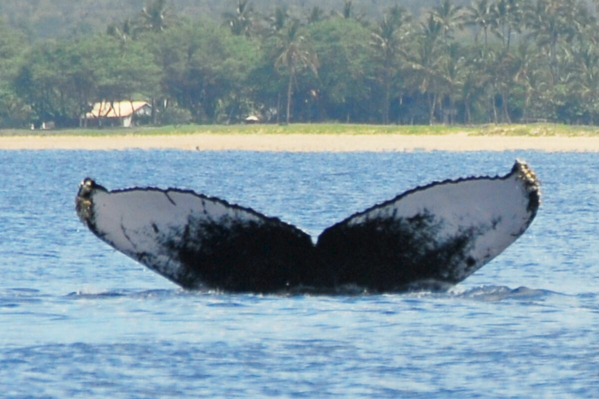 Fluke of HW-MN0440169