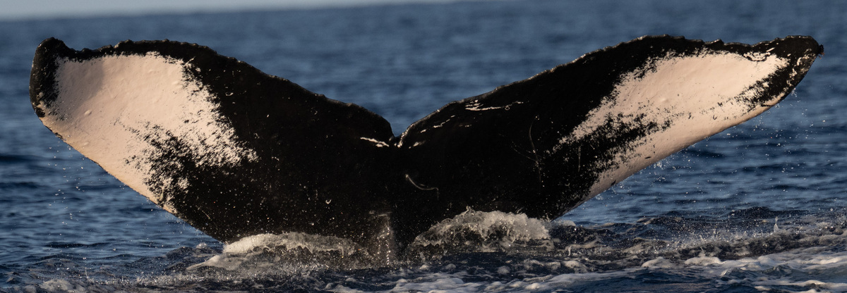 Fluke of HW-MN0440170