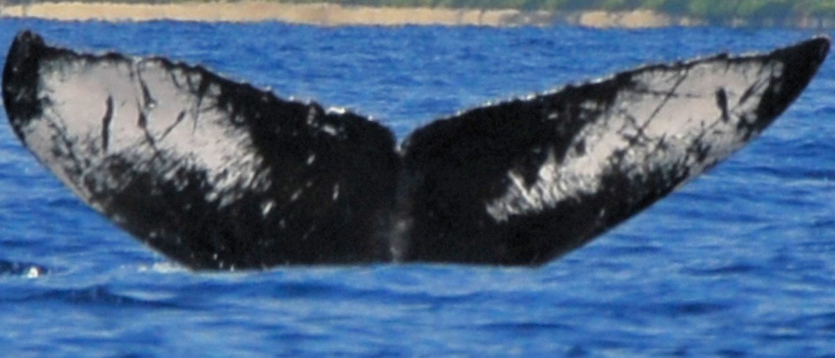 Fluke of BCY0627