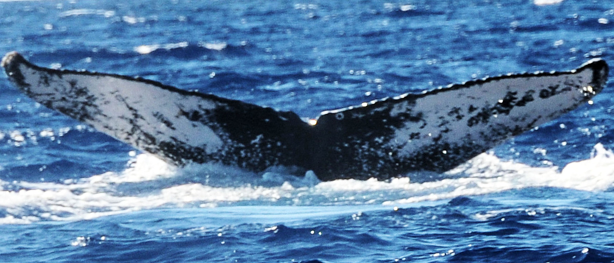 Fluke of HW-MN0440179