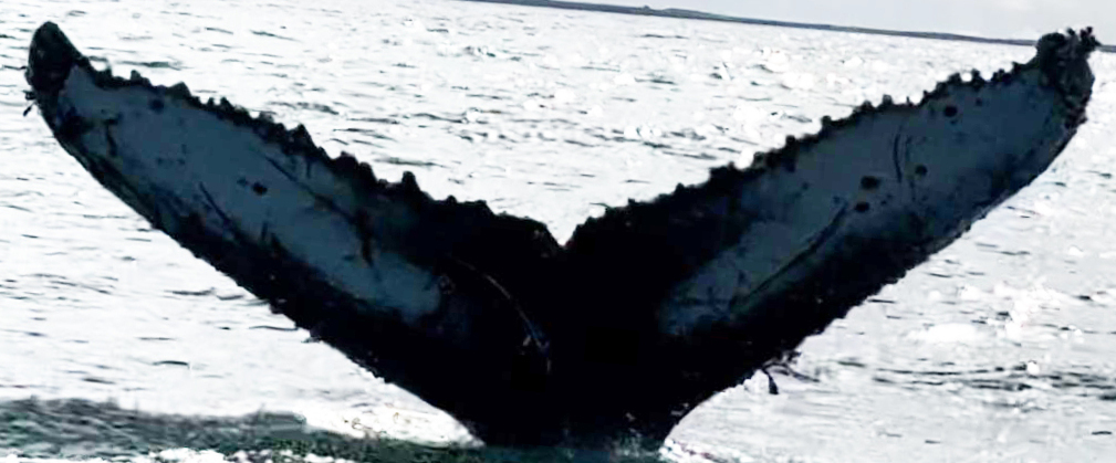 Fluke of Mad Dash (Antarctica)