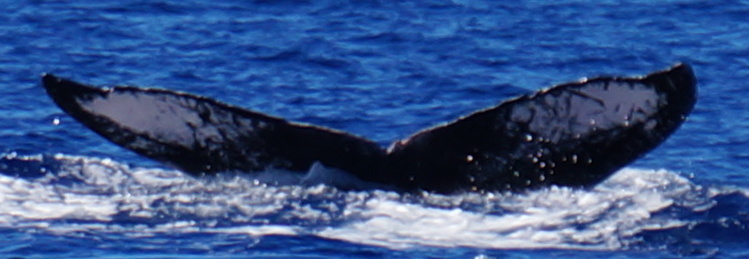 Fluke of HW-MN0440186