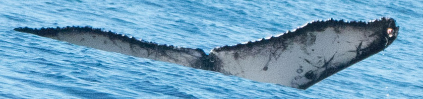 Fluke of CRC-22812