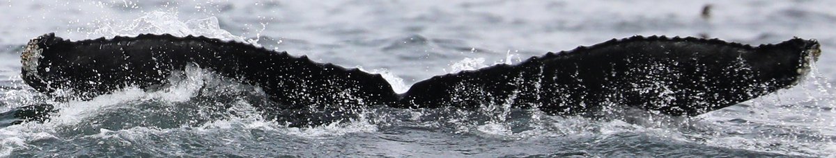 Fluke of CRC-22814