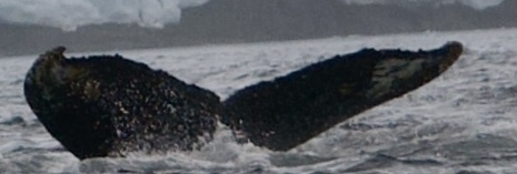 Fluke of HW-MN1306411