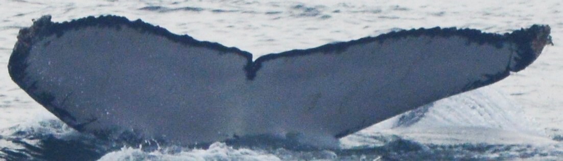 Fluke of HW-MN1306430