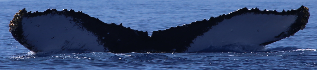 Fluke of HW-MN0440197
