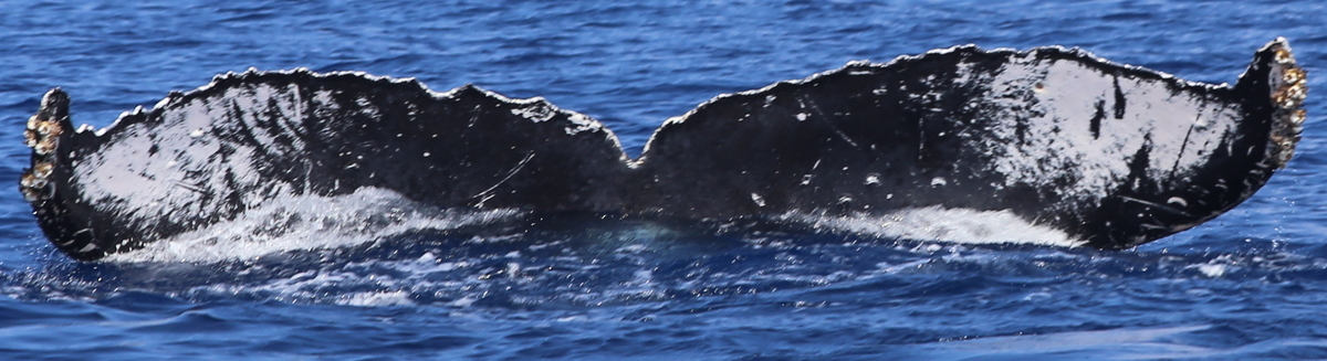 Fluke of HW-MN0440198