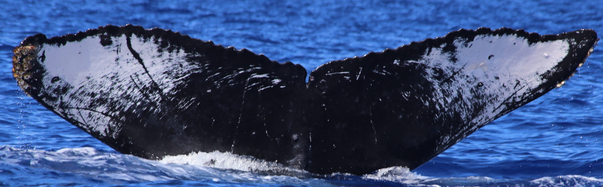 Fluke of Kate (Hawaii)