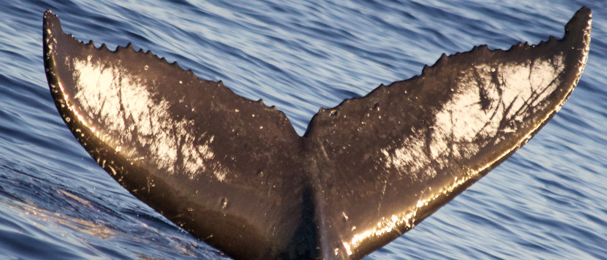 Fluke of HW-MN0440204