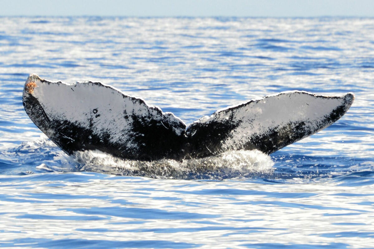 Fluke of Panmixia (FS)