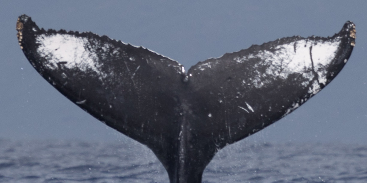Fluke of HW-MN0440215
