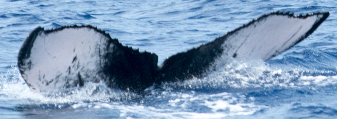 Fluke of HW-MN0440216
