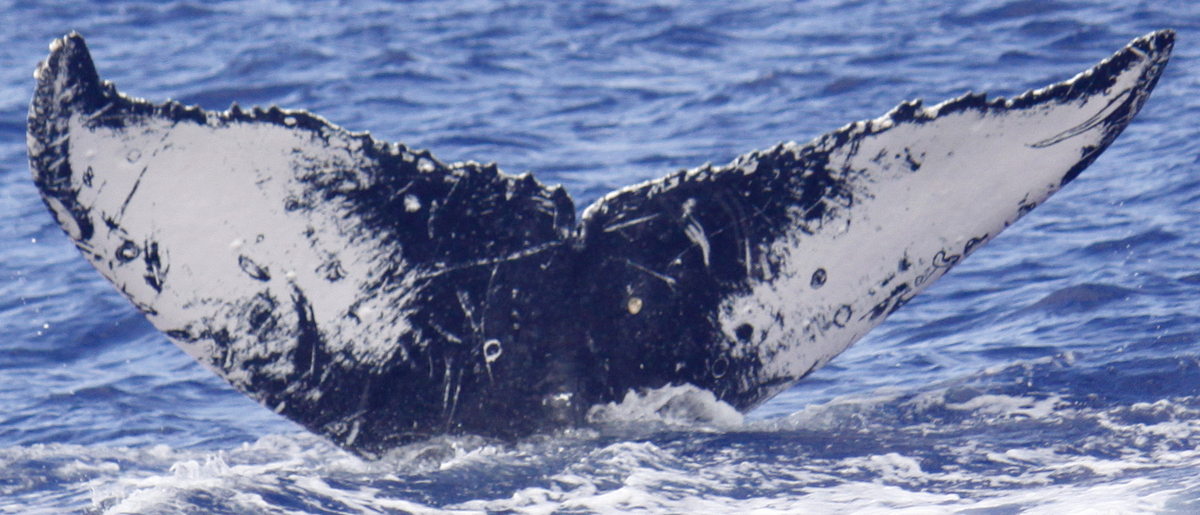 Fluke of Larned (Hawaii)