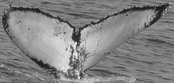Fluke of CRC-11502