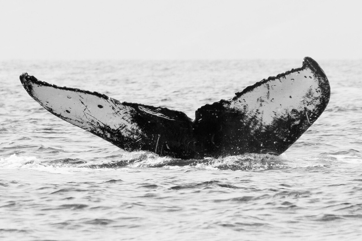 Fluke of HW-MN0440219