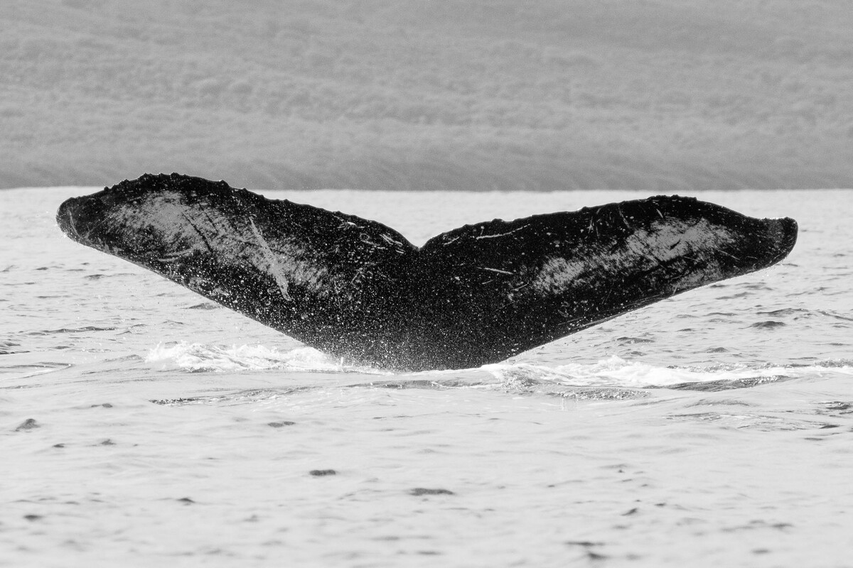 Fluke of Kohola 'O Willie K (Hawaii)