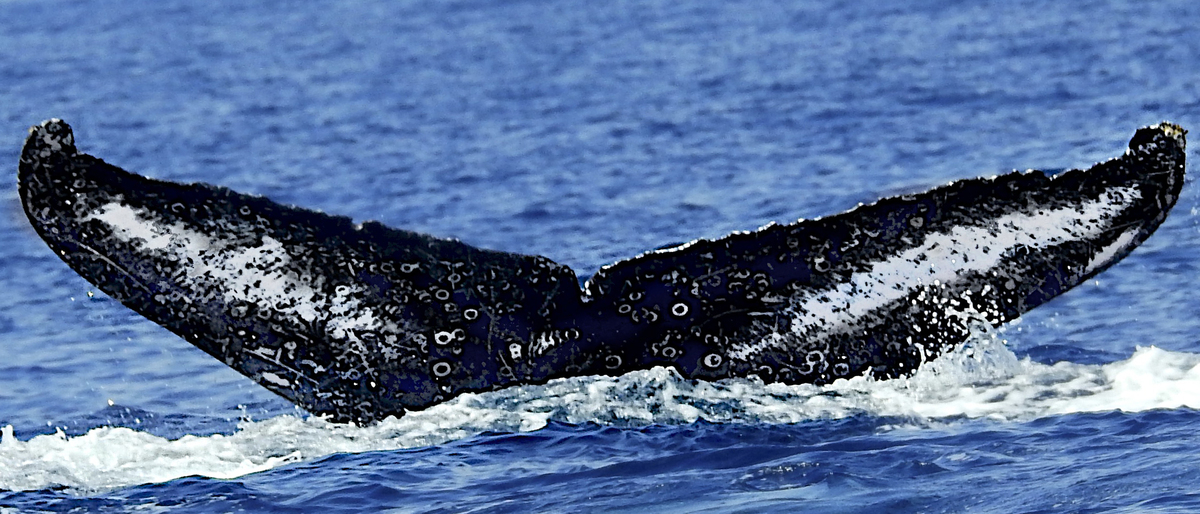 Fluke of HW-MN0440222