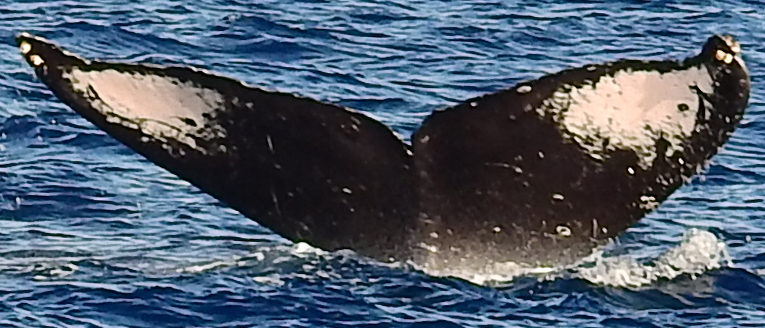 Fluke of Wilkinson (British Columbia)