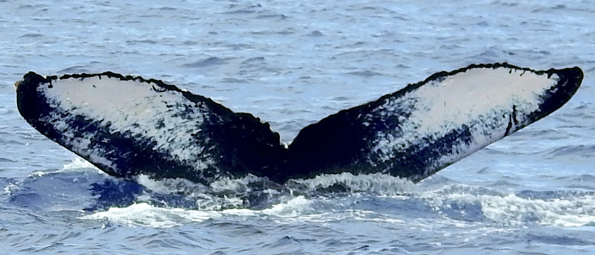 Fluke of Monarch (British Columbia)
