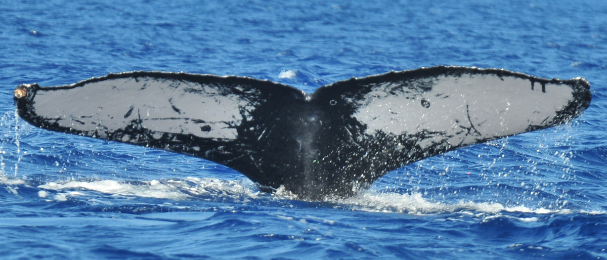 Fluke of HW-MN0440228