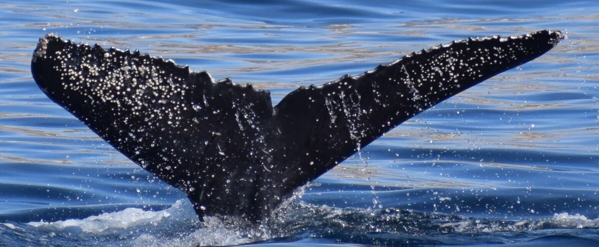 Fluke of HW-MN0524201