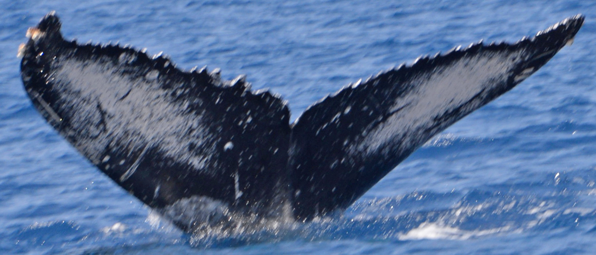 Fluke of Pan (Northern BC)