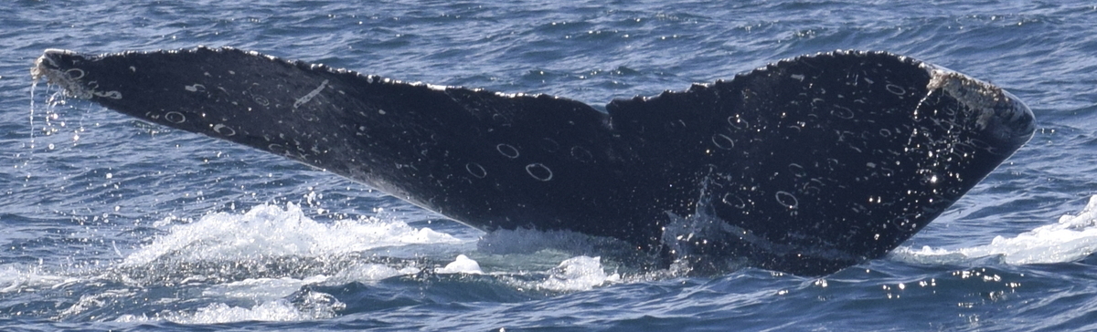 Fluke of HW-MN0524205
