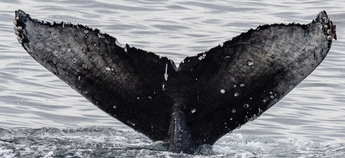 Fluke of CRC-22212