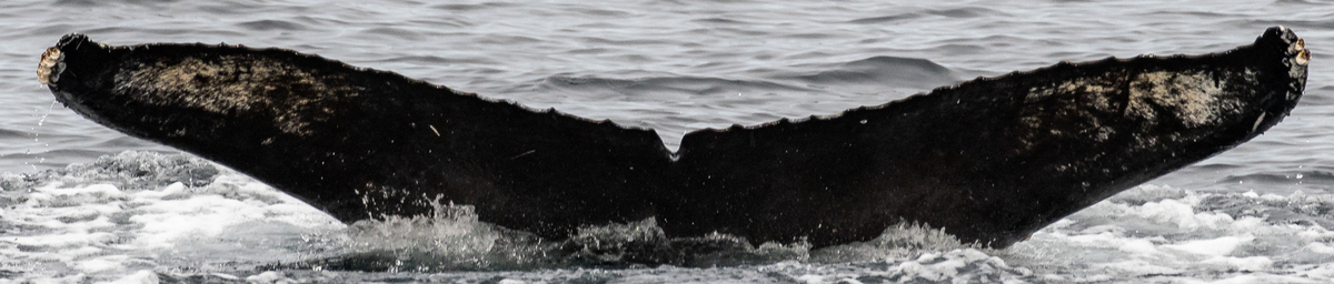 Fluke of CRC-22213