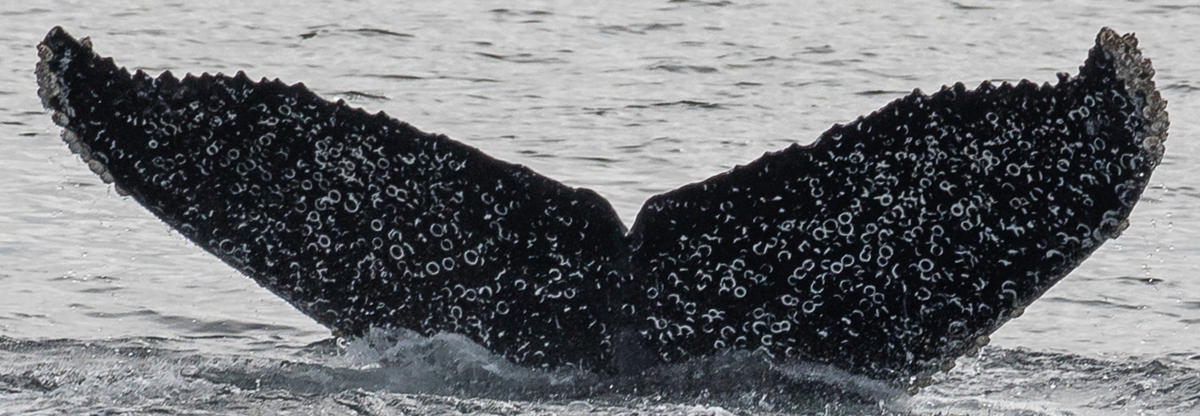 Fluke of CRC-22820