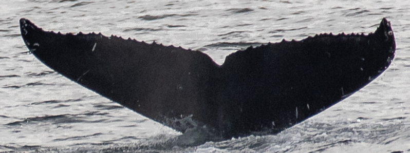 Fluke of CRC-22821