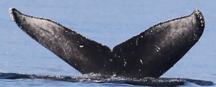 Fluke of BCY1483