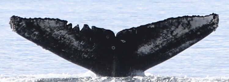 Fluke of Sharkbait (BC)