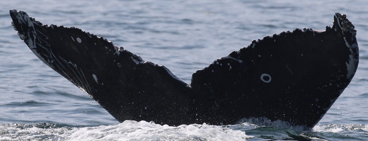 Fluke of Walter (Juan de Fuca) aka Cereal (BC)