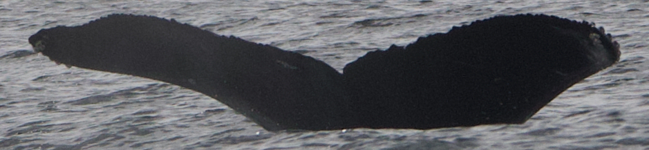 Fluke of CRC-22829