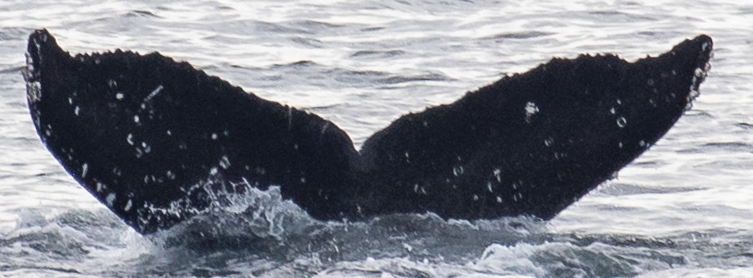 Fluke of CRC-22830