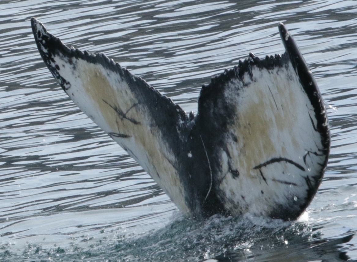 Fluke of Hawk (Westfjords)