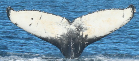 Fluke of HW-MN0103976