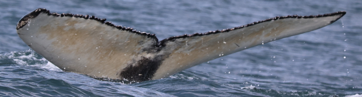 Fluke of Orb (Westfjords) aka Pearl (Husavik)