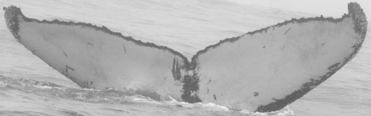 Fluke of Repeat (California)