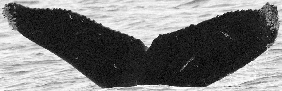 Fluke of CRC-12114