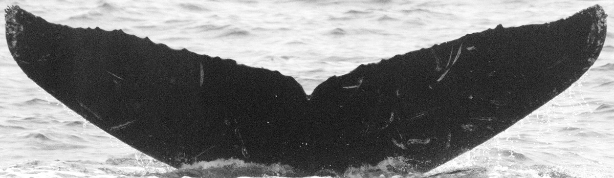 Fluke of Fin Diesel (Monterey)
