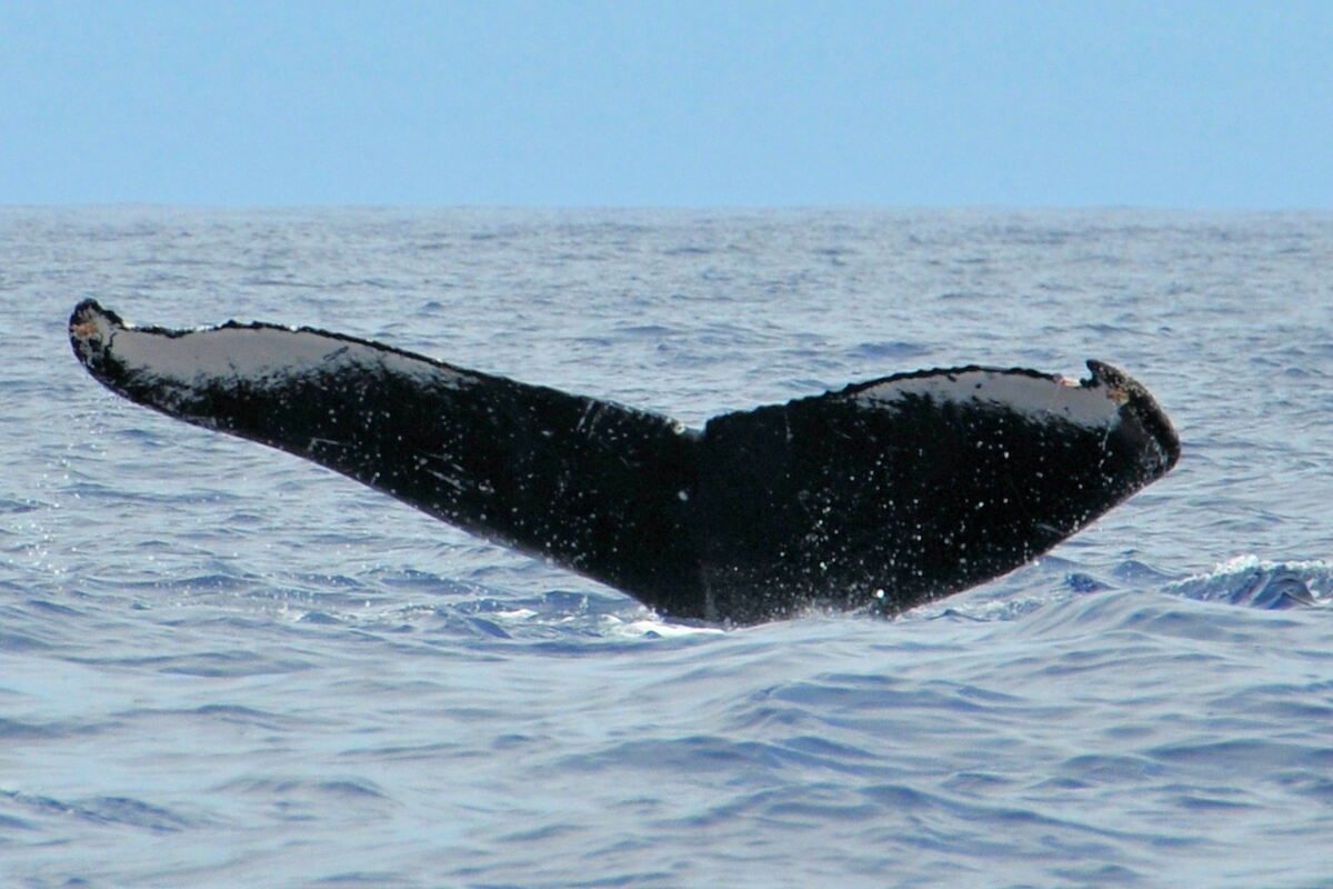 Fluke of HW-MN0440247