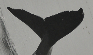 Fluke of CRC-22838